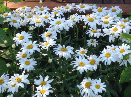 Gîte 40 Laverdure image 14