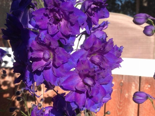 Gîte 40 Laverdure image 15