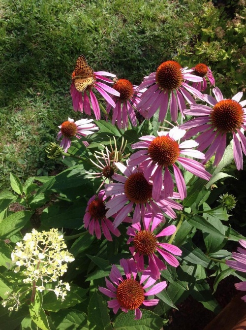 Gîte 40 Laverdure image 19