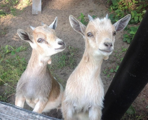 Gîte 40 Laverdure image 31