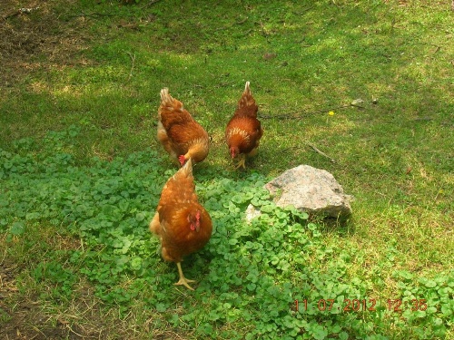 Gîte 40 Laverdure image 34